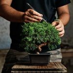 Pruning and pinching post growth on bonsai tree